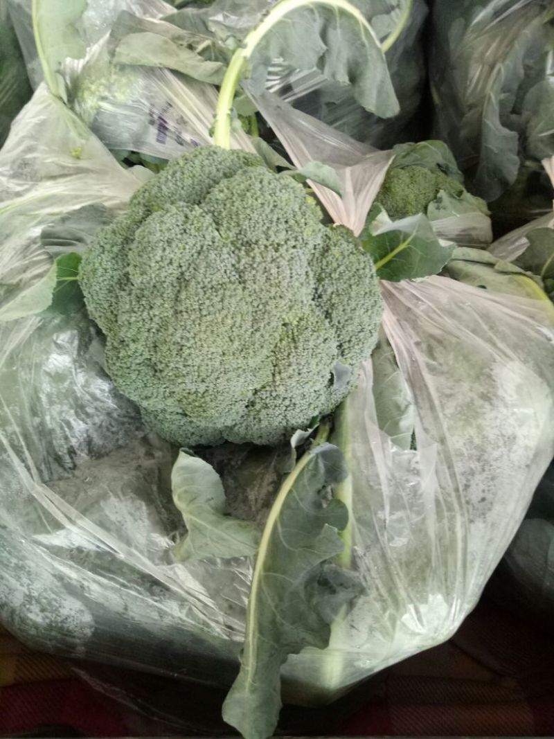 耐寒优秀西兰花0.8~1.2斤，价格合理，随行就市