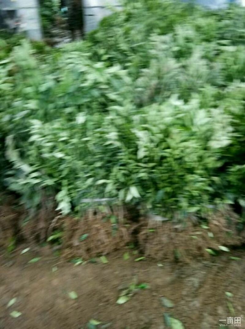 蜜橘树苗