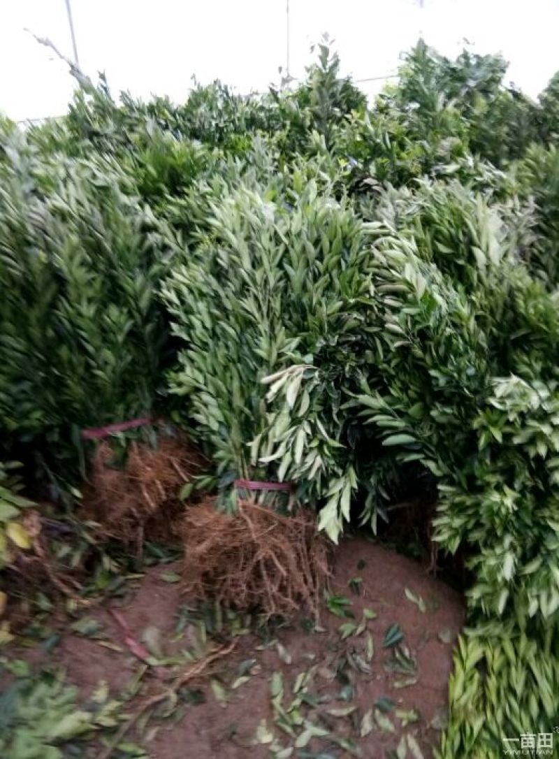 蜜橘树苗