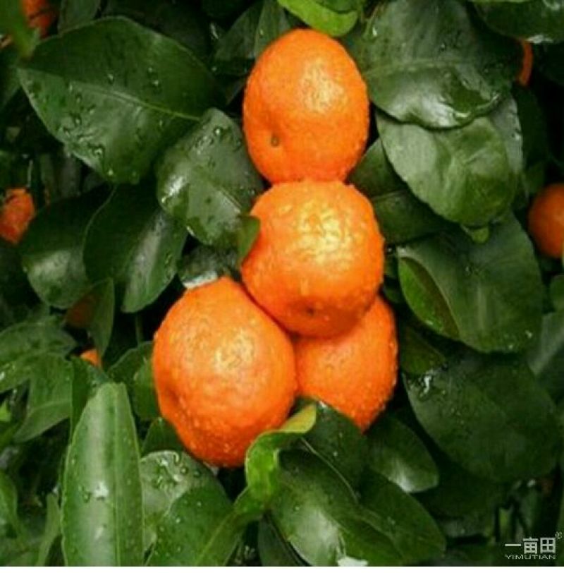 蜜橘树苗