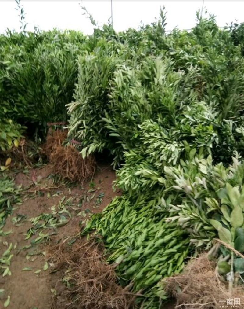 蜜橘树苗