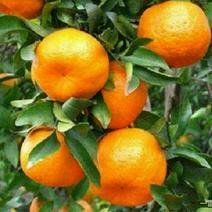 蜜橘树苗