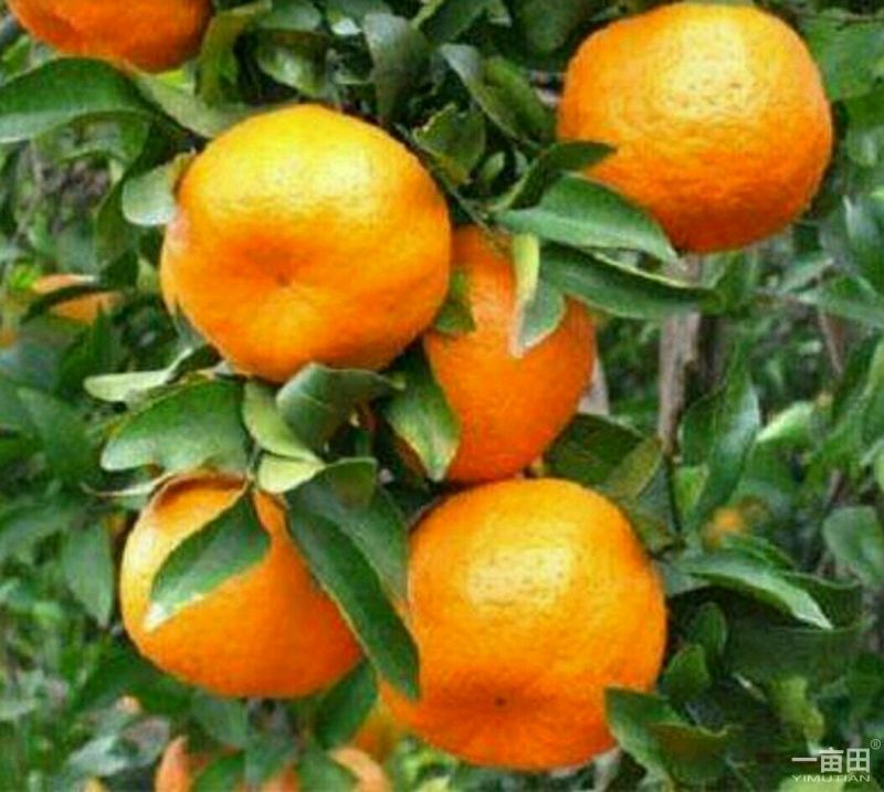 蜜橘树苗