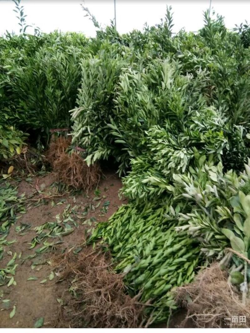 蜜橘树苗