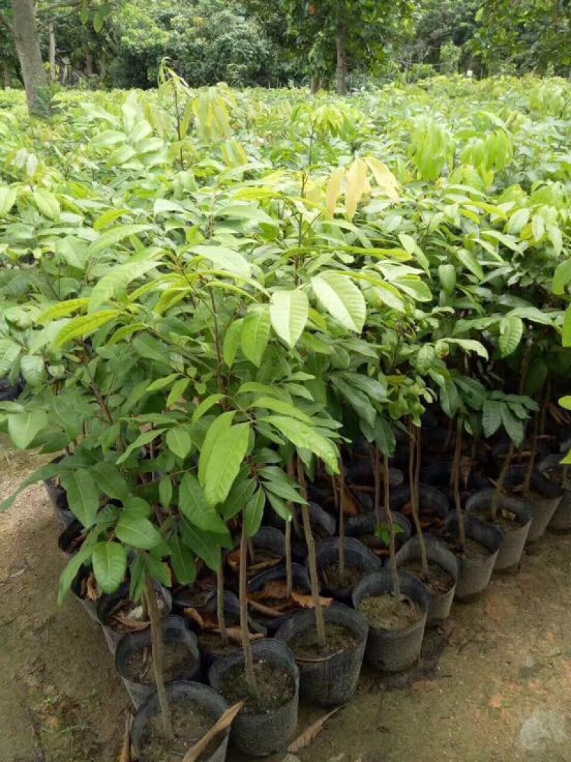 广东妃子笑荔枝苗桂味荔枝苗2年苗高50公分不包邮