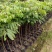 广东妃子笑荔枝苗桂味荔枝苗2年苗高50公分不包邮