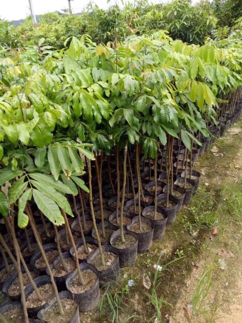 广东妃子笑荔枝苗桂味荔枝苗2年苗高50公分不包邮