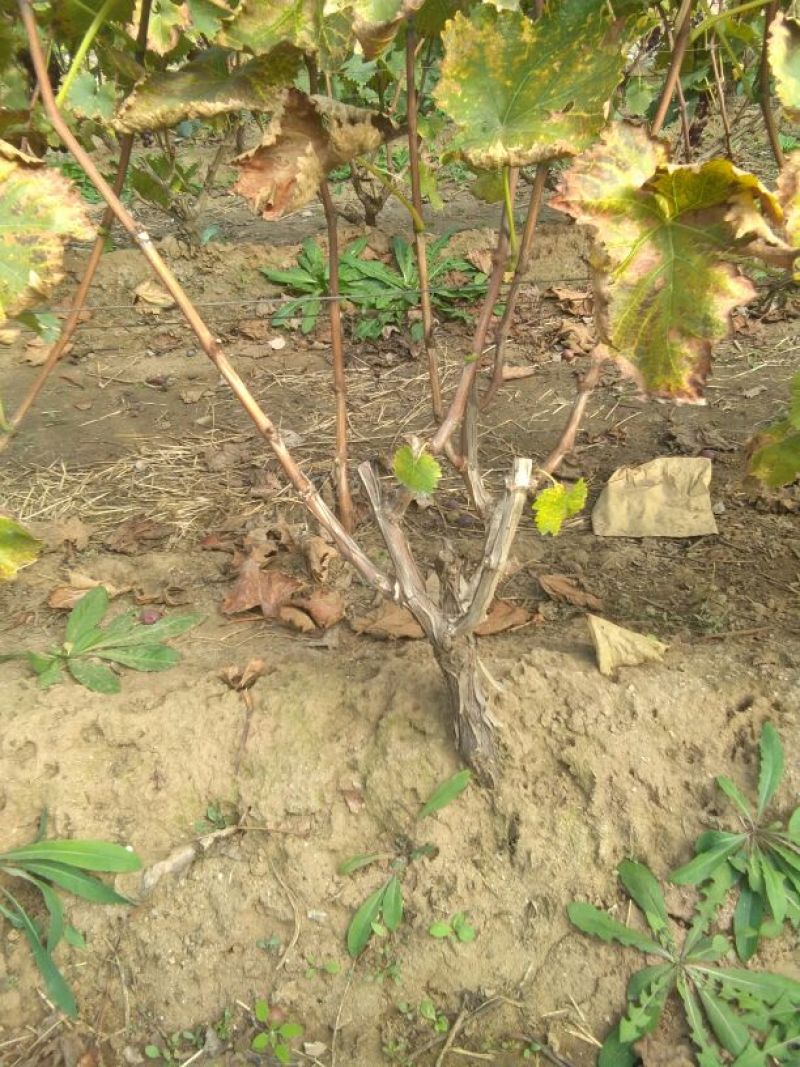 葡萄苗110~150cm3年葡萄树，占地葡萄树大葡萄