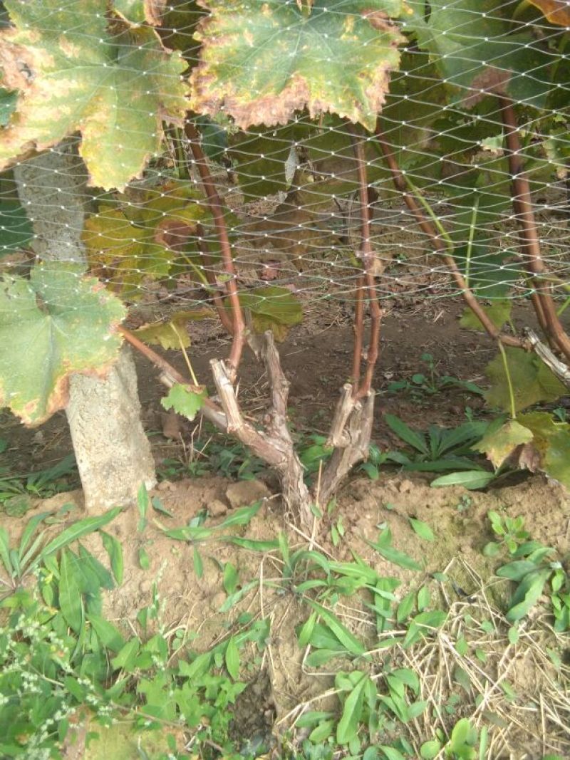 葡萄苗110~150cm3年葡萄树，占地葡萄树大葡萄
