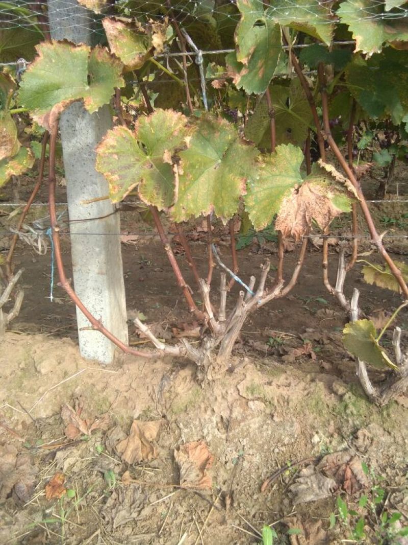 葡萄苗110~150cm3年葡萄树，占地葡萄树大葡萄