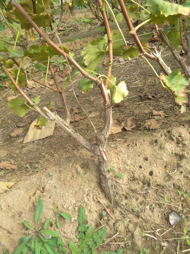 葡萄苗110~150cm3年葡萄树，占地葡萄树大葡萄