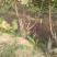 葡萄苗110~150cm3年葡萄树，占地葡萄树大葡萄