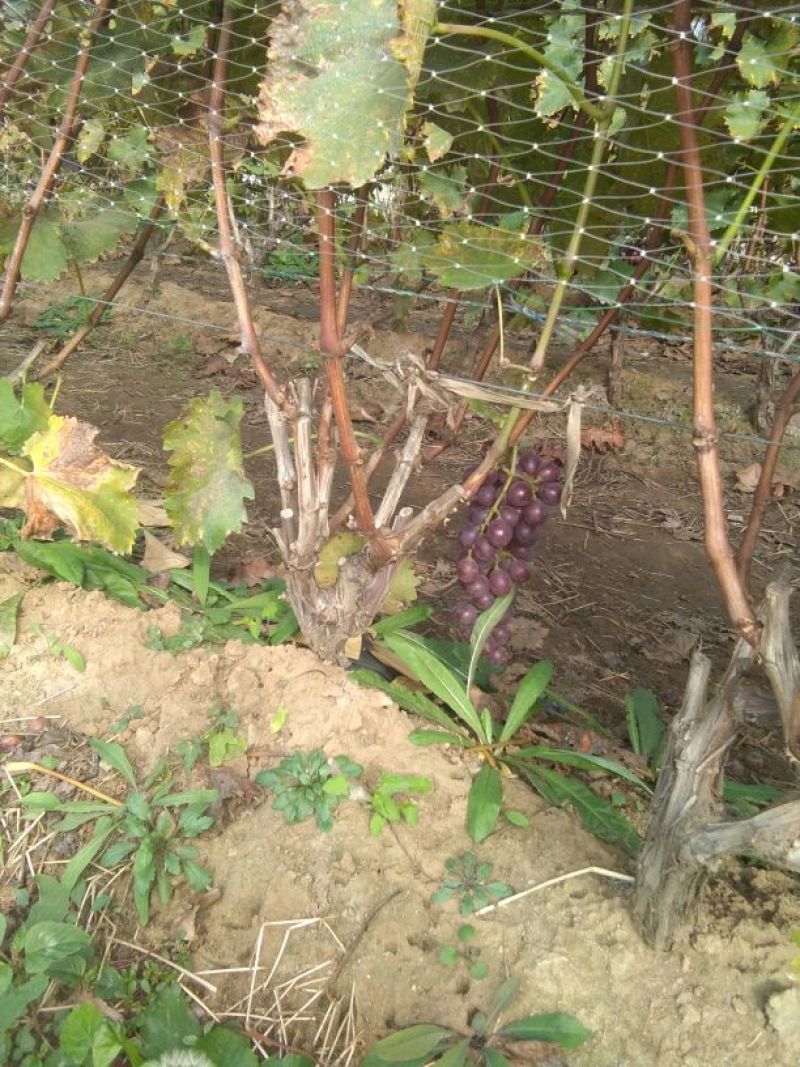 葡萄苗110~150cm3年葡萄树，占地葡萄树大葡萄