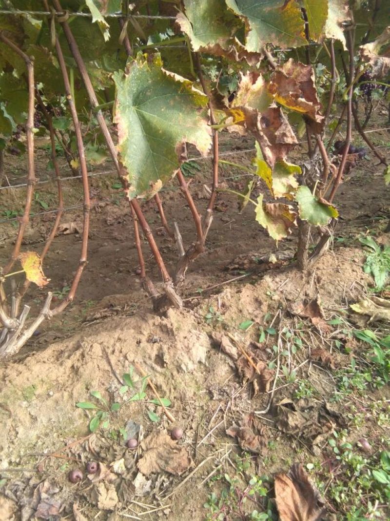 葡萄苗110~150cm3年葡萄树，占地葡萄树大葡萄
