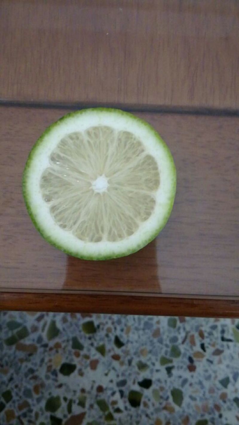 柠檬苗50~80cm