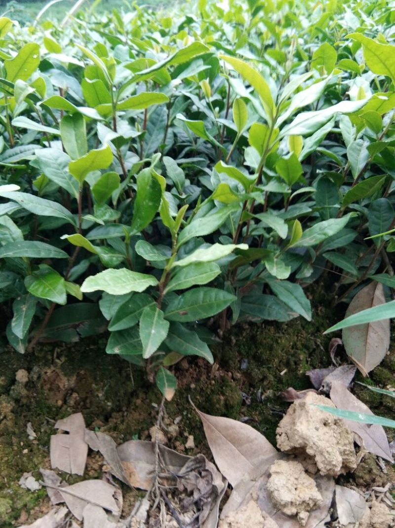 茶叶树苗茶苗绿茶苗，白茶苗，黄金茶苗，中茶108