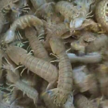 皮皮虾活虾