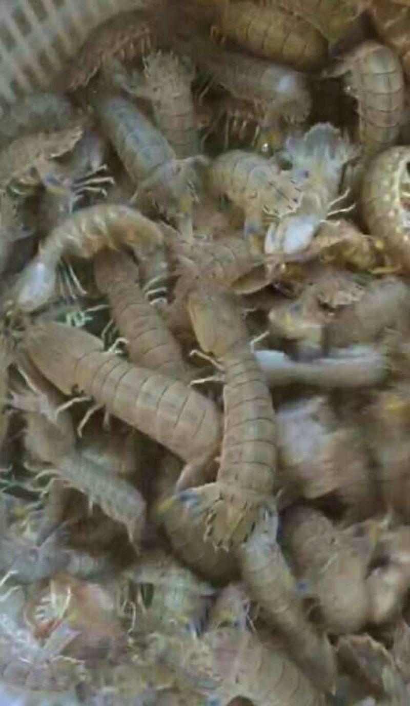 皮皮虾活虾