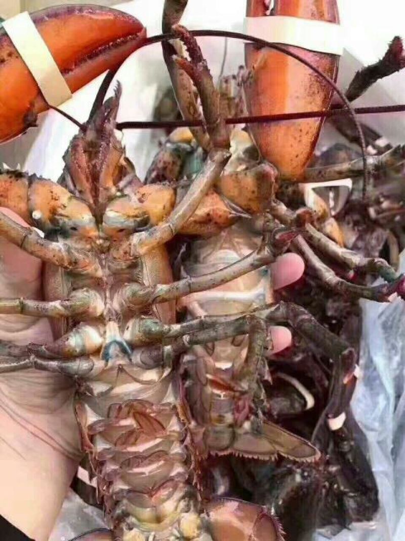 皮皮虾活虾