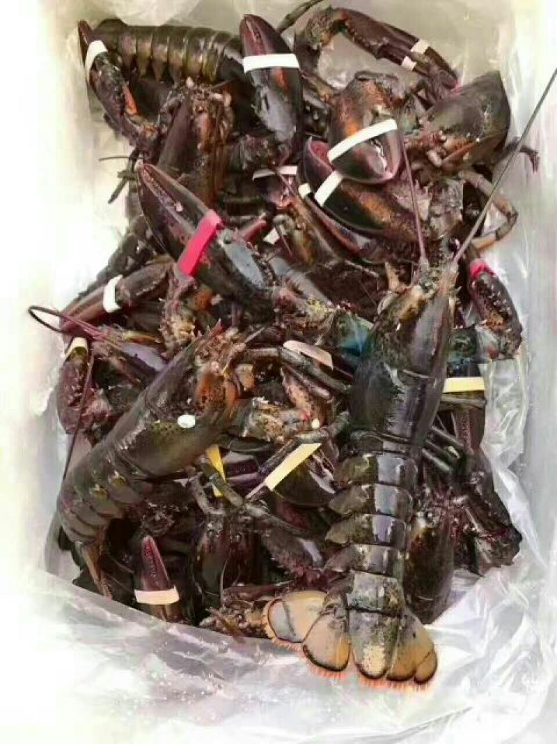 皮皮虾活虾