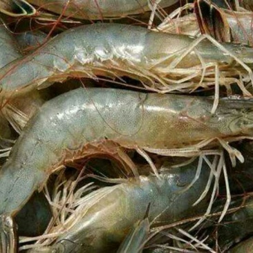 基围虾食用冰鲜虾