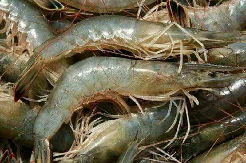 基围虾食用冰鲜虾