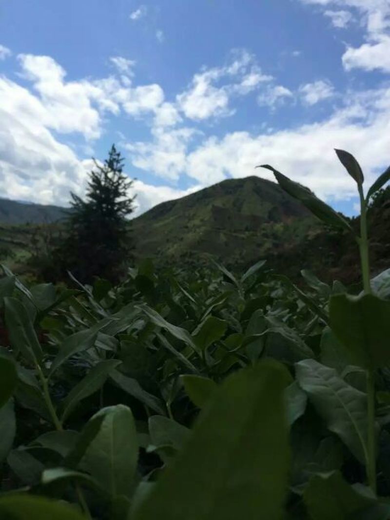 铁观音秋感德特级浓香观音韵250g/盒2盒500g
