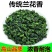 铁观音秋感德特级浓香观音韵250g/盒2盒500g