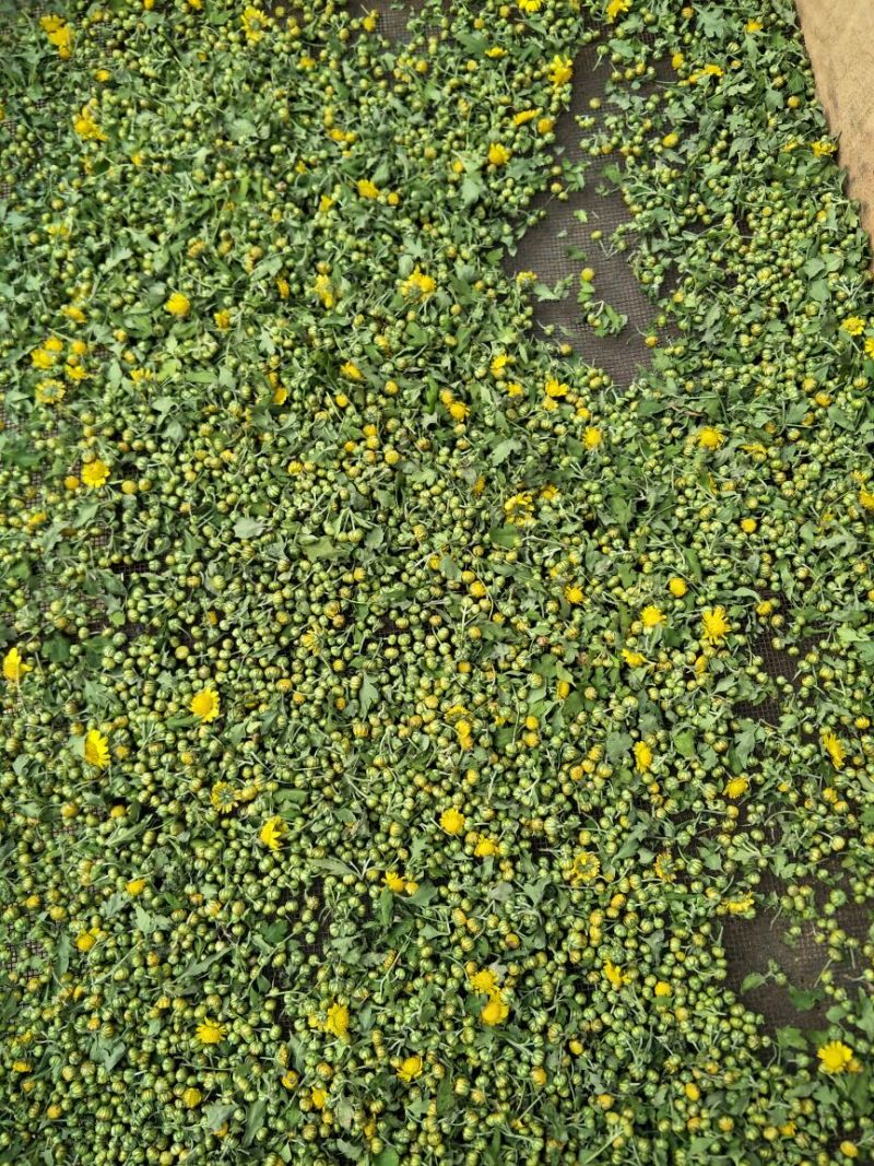 野菊花散装