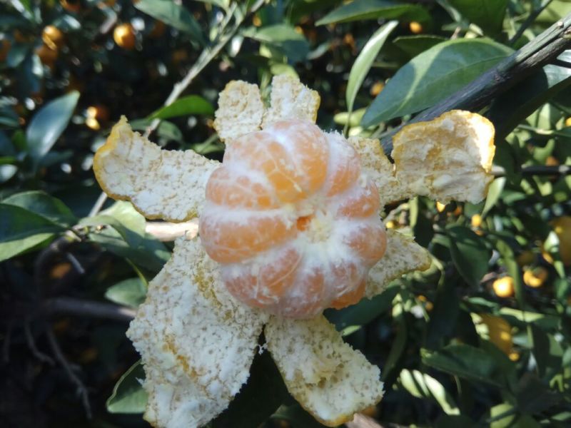 南丰蜜橘3.5~4.5cm