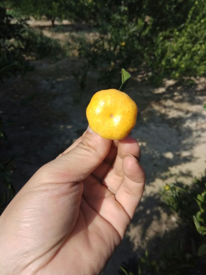 南丰蜜橘3.5~4.5cm