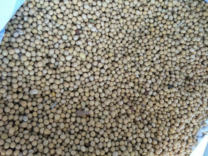 大豆中等