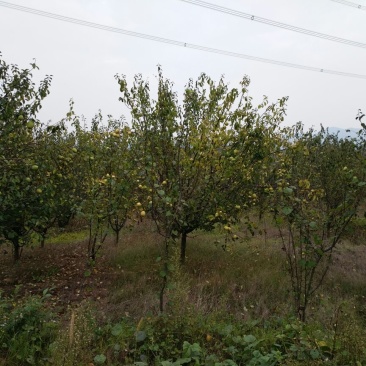 木瓜树30~50cm