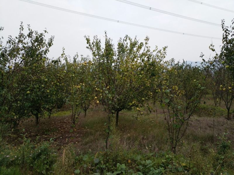 木瓜树30~50cm