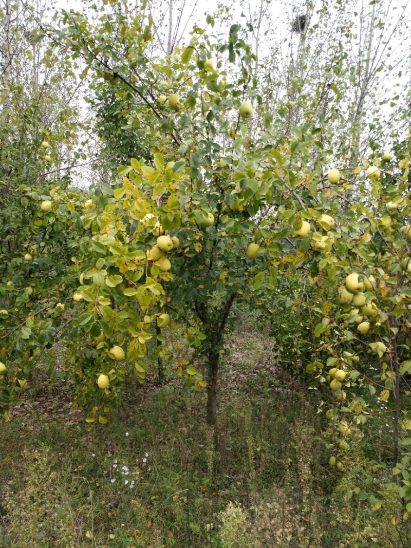 木瓜树30~50cm