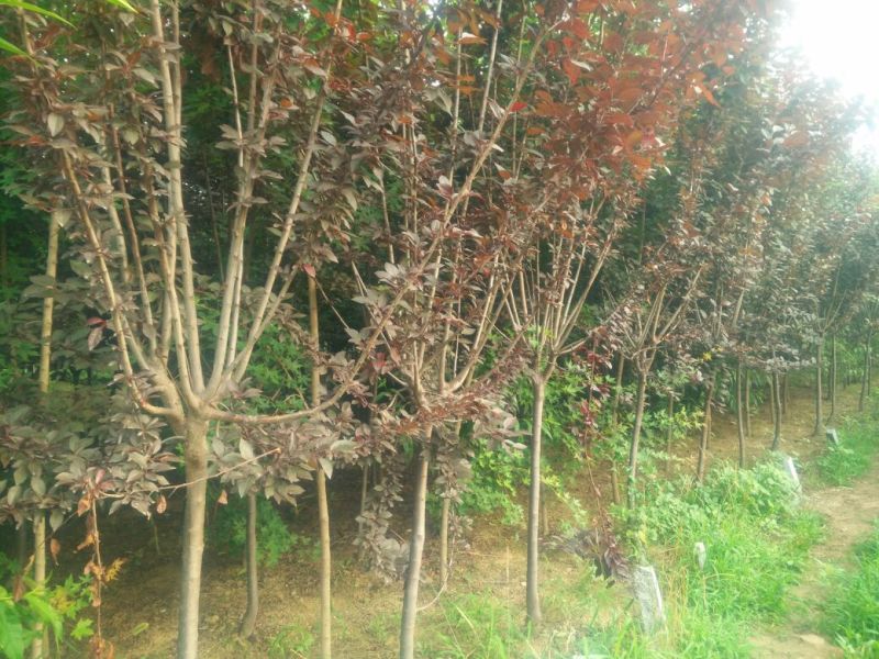 红(紫)叶李（3~12公分）