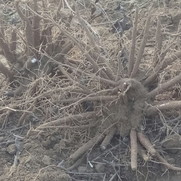白芍生狗头片