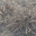 白芍生狗头片