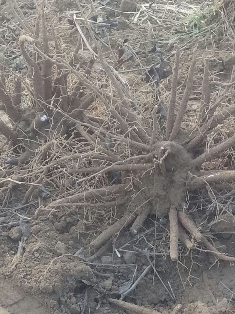 白芍生狗头片