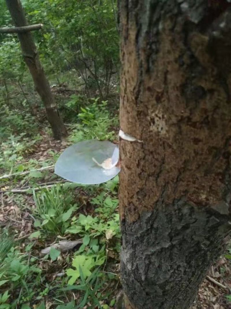 大漆
