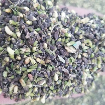 槐米花蕾统颜色不是太好