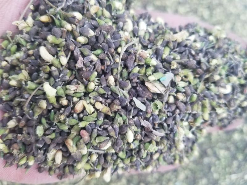槐米花蕾统颜色不是太好