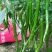 线椒﹥20厘米中辣青
