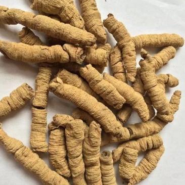 巴戟天特级