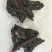 牛肉干黄牛肉鲜肉