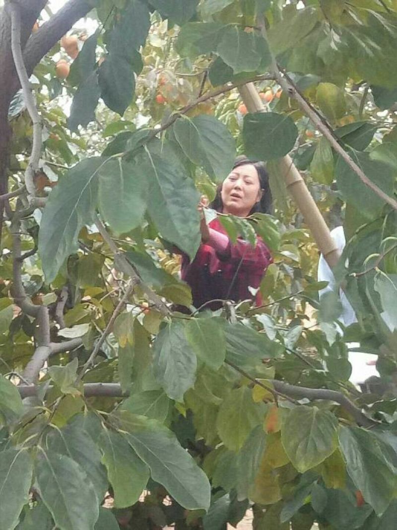 柿饼2~2.5两