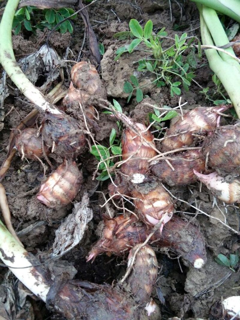 红香芋新野县优质蔬菜基地