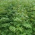 大红袍花椒苗狮子头花椒苗基地直发保成活
