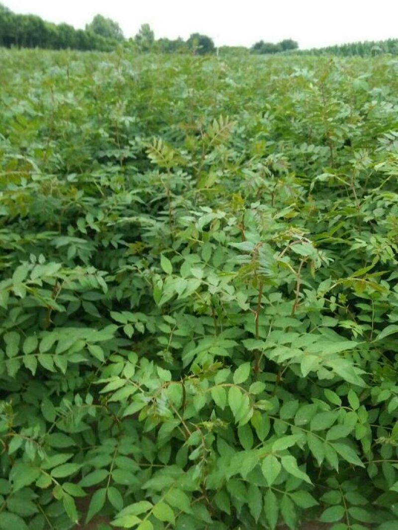 大红袍花椒苗狮子头花椒苗基地直发保成活