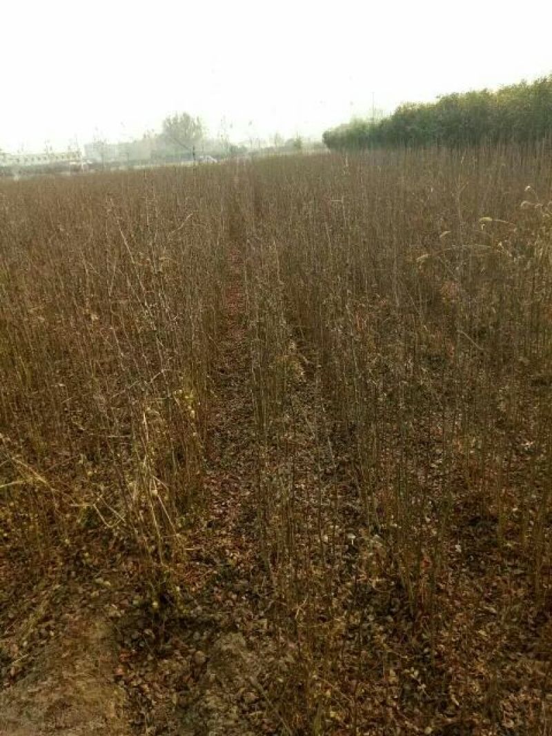大红袍花椒苗狮子头花椒苗基地直发保成活